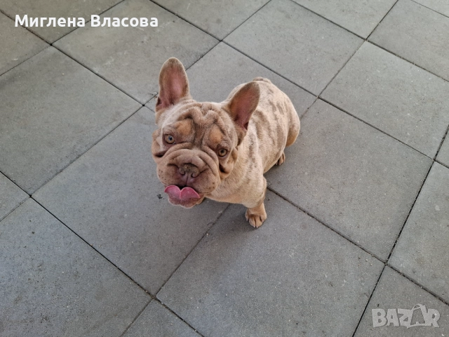 ISABELLA BIG ROPE MERLE BOY за разплод , снимка 2 - Френски булдог - 52282131