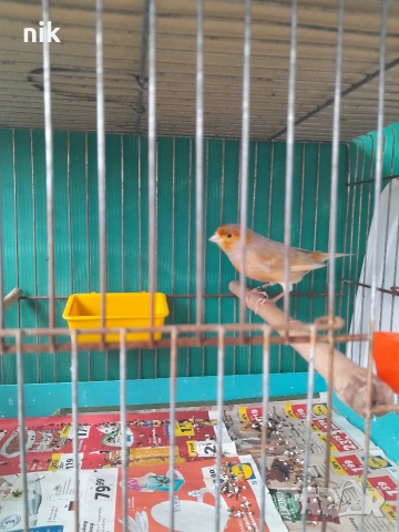 Мъжки канари, снимка 4 - За птици - 51832475