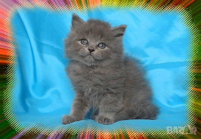 Чистокръвно Британско дългокосместо котето