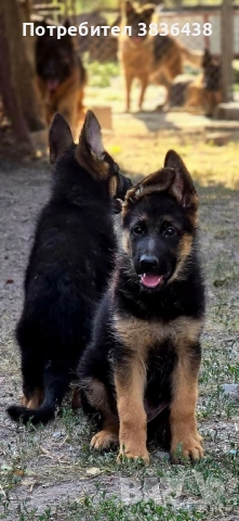 Чистокръвни немски овчарки