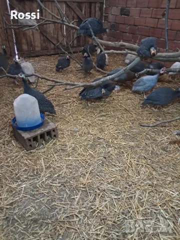 ТОКАЧКИ, снимка 6 - Кокошки и пуйки - 48978869