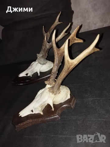 рога от сръндак