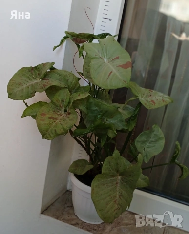 Сингониум "Milk Confetti"