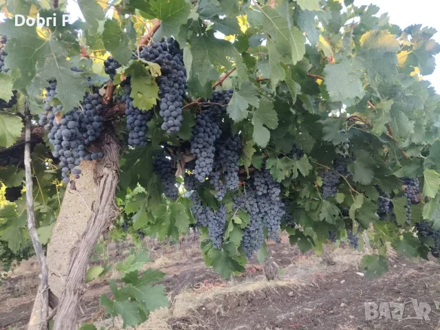 Продавам грозде Мерло , снимка 3 - Други - 55981623