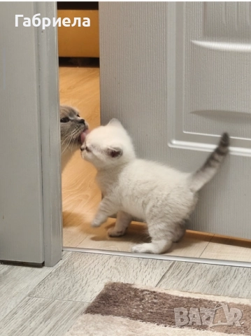 Британски късокосмести котенца , снимка 3 - Британска късокосместа - 52920975