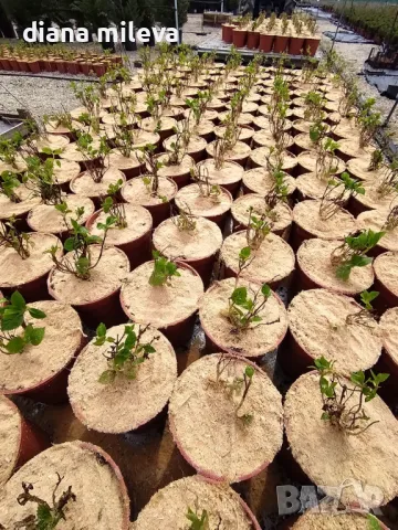 Хортензия Мадам Емили Мулиер, Hydrangea mac.Madame Emile Mouillere за сянка!!!, снимка 11 - Градински цветя и растения - 49691479