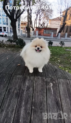 Померан Момче с Родословие FCI