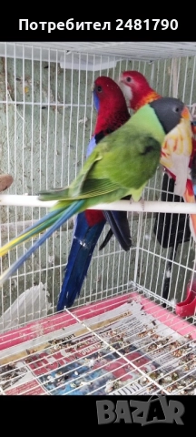 Голямо разнообразие на птици , снимка 5 - Папагали - 52712722