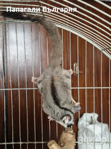 Летяща Захарна Катерица с клетка, снимка 4 - Други - 53415334