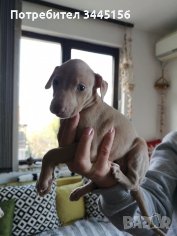 Левретка - Италианска хрътка, снимка 10 - Гонче - 53114867