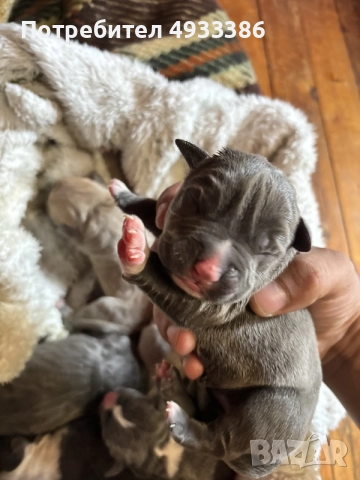 American Bully XL/Американско Були ХЛ, снимка 4 - Питбул - 55853976
