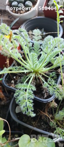 pelargonium appendiculatum, снимка 2 - Стайни растения - 42518132