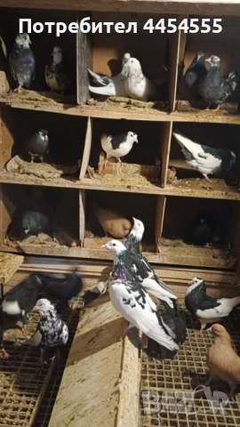 Гълъби 30 броя, снимка 17 - Гълъби - 52369901