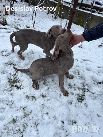 Ваймаранери , снимка 7 - Ваймаранер - 52127018