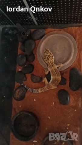 Продавам гекон, снимка 4 - Гекон - 53121021