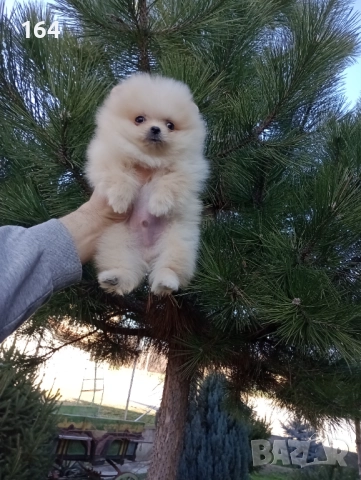 Мини момиченце. Померан., снимка 10 - Померан - 52932942