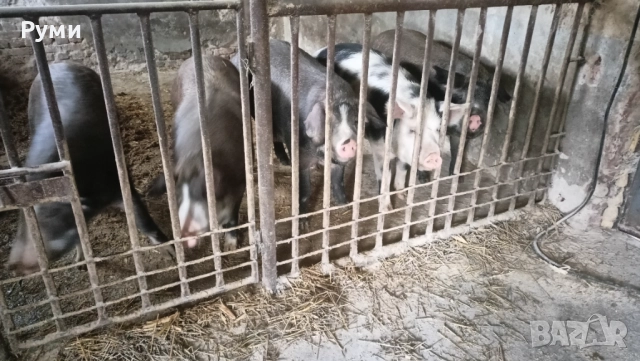 Продавам прасета , снимка 4 - Прасета - 52583102