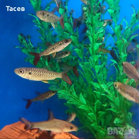 Chalceus  6см, снимка 1