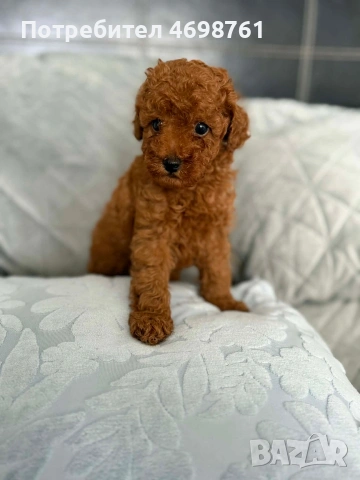 Той пудел//Пудел той, снимка 6 - Пудели - 53564195