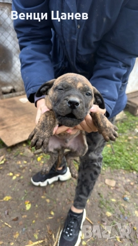 Преса канарио, снимка 4 - Други - 52809766