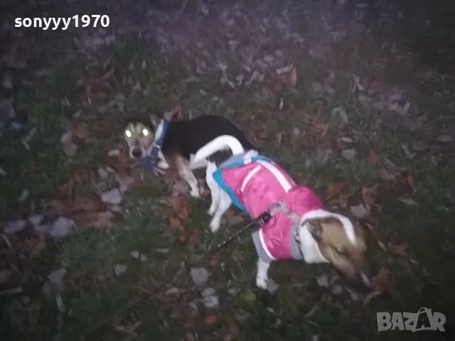 джак и новата му любов сара 2812241805