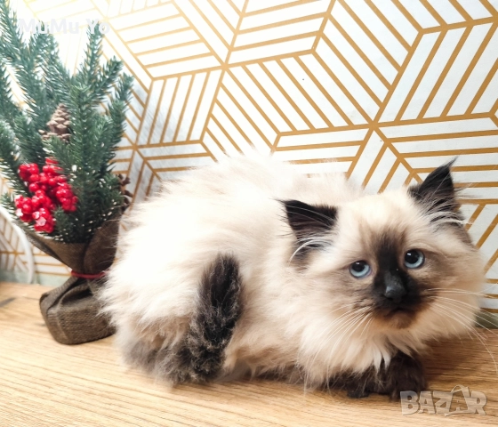 Коте Регдол / Ragdoll , снимка 6 - Други - 51149527