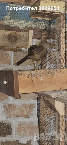 Продавам фазани, снимка 7 - други­ - 51372864