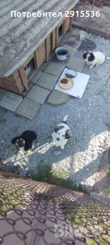 Подарявам кученца , снимка 2 - Други - 53772333