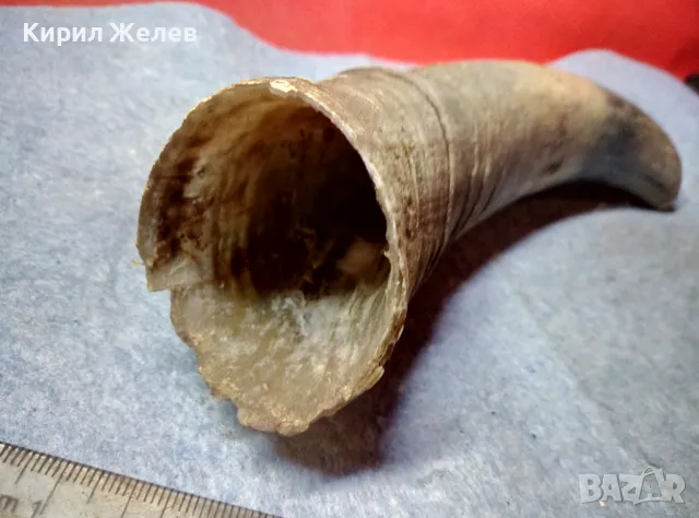 Стар БИВОЛСКИ ГОВЕЖДИ РОГ За КОЛЕКЦИЯ ТЕМАТИЧНА ДЕКОРАЦИЯ 47837, снимка 12 - Други ценни предмети - 47971760