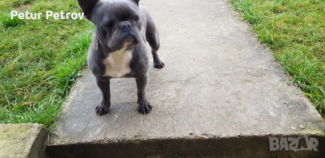 Френски булдог за разплод, снимка 4 - Френски булдог - 36332549