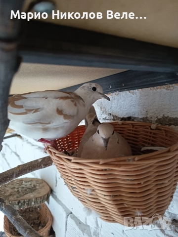 гугутки смехурки , снимка 3 - Гълъби - 52550070