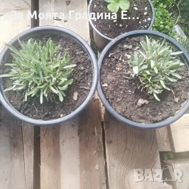 Еделвайс , снимка 6 - Градински цветя и растения - 49491251