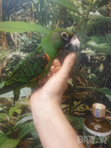 Продавам Жардина (Конгоански папагал), снимка 8 - Папагали - 44779416