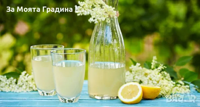 Бял бъз , снимка 6 - Градински цветя и растения - 49425952