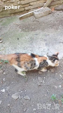 Подарявам котенца , снимка 9 - Други - 56175542