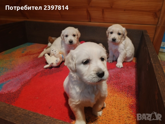 Голдън ретривър , снимка 2 - Голдън ретривър - 52842514