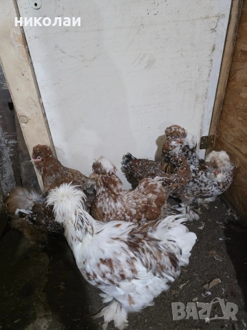 Продавам оплодени яйца от струмски стандарт, снимка 2 - други­ - 53832836