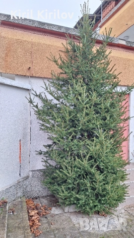 Коледна елха 4.50 метра-подарявам