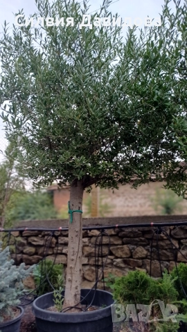 Европейска маслина , снимка 5 - Градински цветя и растения - 51793658