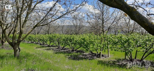 Орехова градина - 20 дка, снимка 18 - Земеделска земя - 26262761