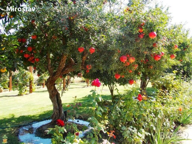 НАР - Punica Granatum , снимка 13 - Градински цветя и растения - 37093566
