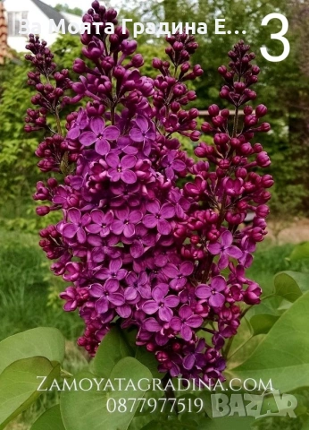 Люляк 4 цвята , снимка 5 - Градински цветя и растения - 53635473