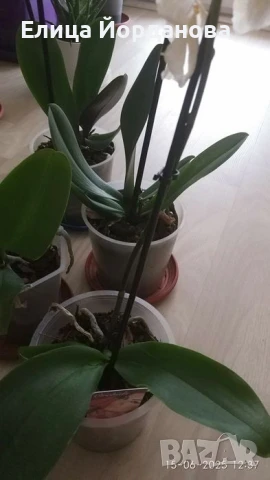 орхидеи, снимка 4 - Стайни растения - 50692743