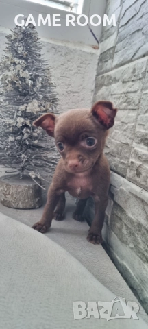 Уникално женско кученце Чихупинчер пинчер пинчерче чихуахуа пинчери куче чихо мини 