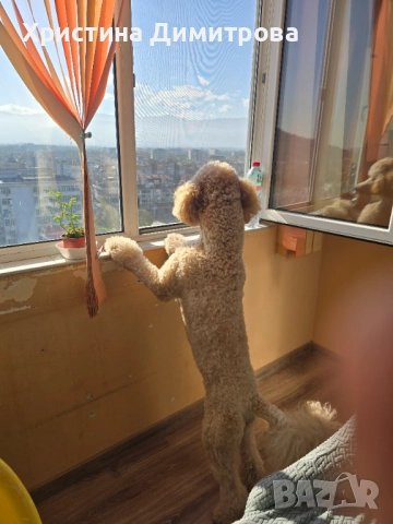 Мъжки кралски пудел търси партньорка, снимка 2 - Пудели - 52345371