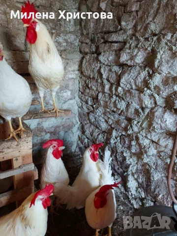 Продавам петли бял легхорн, снимка 2 - Кокошки и пуйки - 52964715