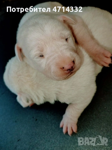 Продавам мъжки и женски кученца, снимка 15 - Дого аржентино - 53163193