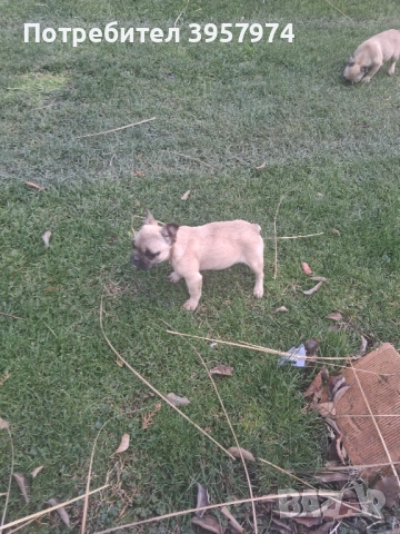 Продава се мъжко булдоче на 3 и половина месеца с три ваксини и паспорт , снимка 7 - Френски булдог - 53028052