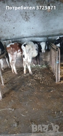 Продавам 6 бр телета , снимка 3 - Крави - 53295775