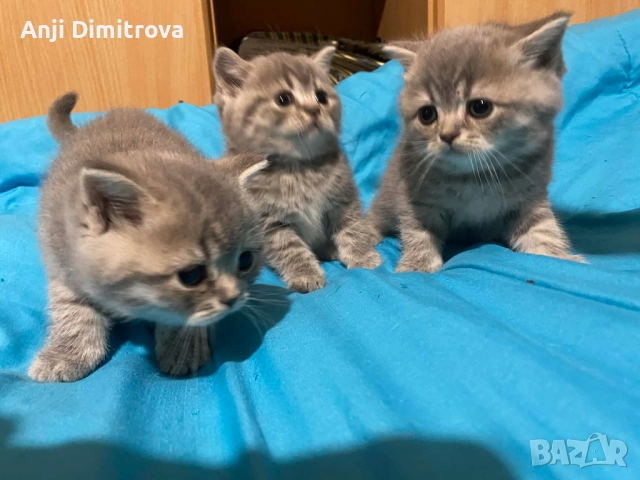 Британска късокосместа., снимка 11 - Британска късокосместа - 52314419